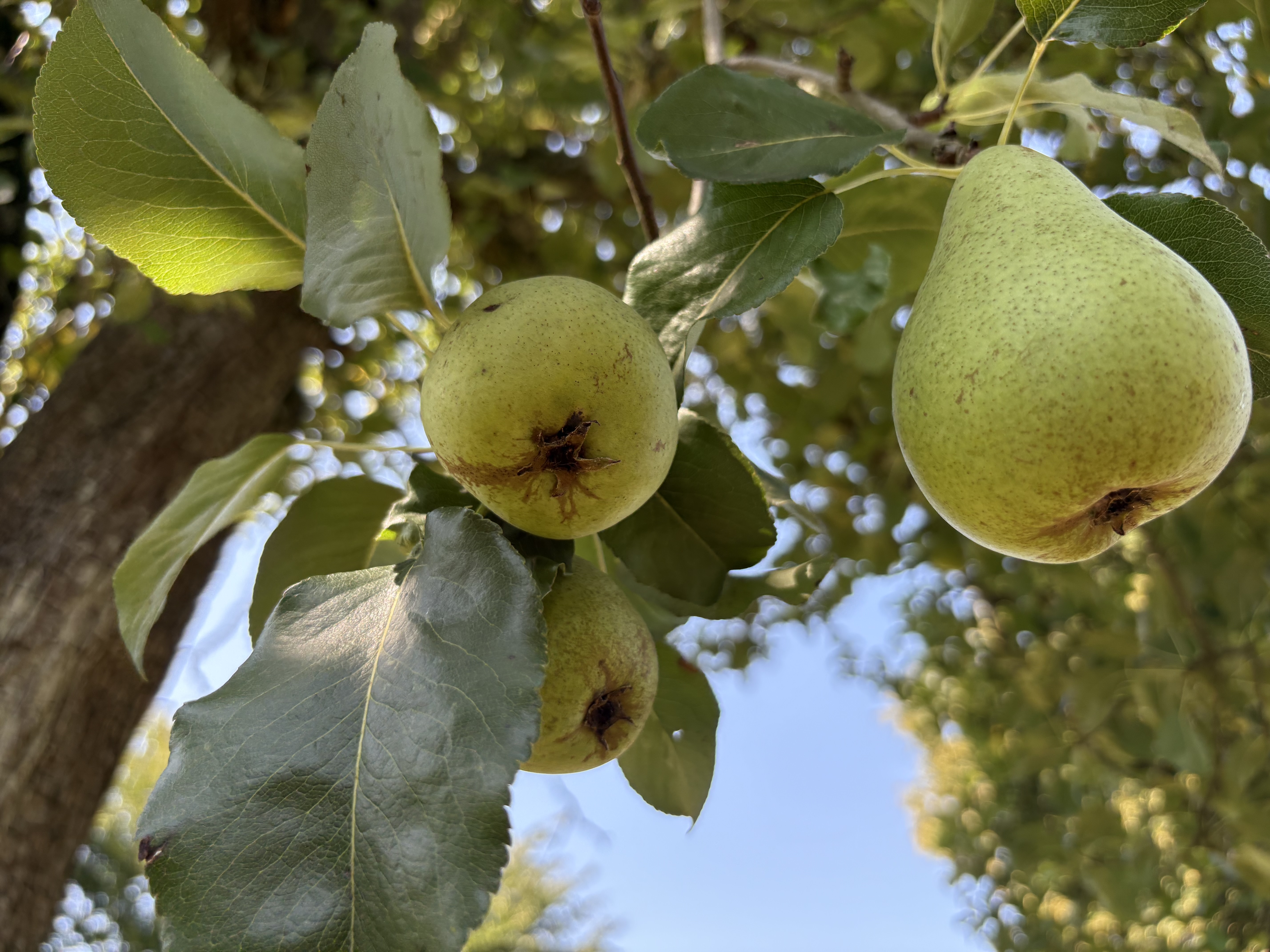 De bonnes poires du jardin