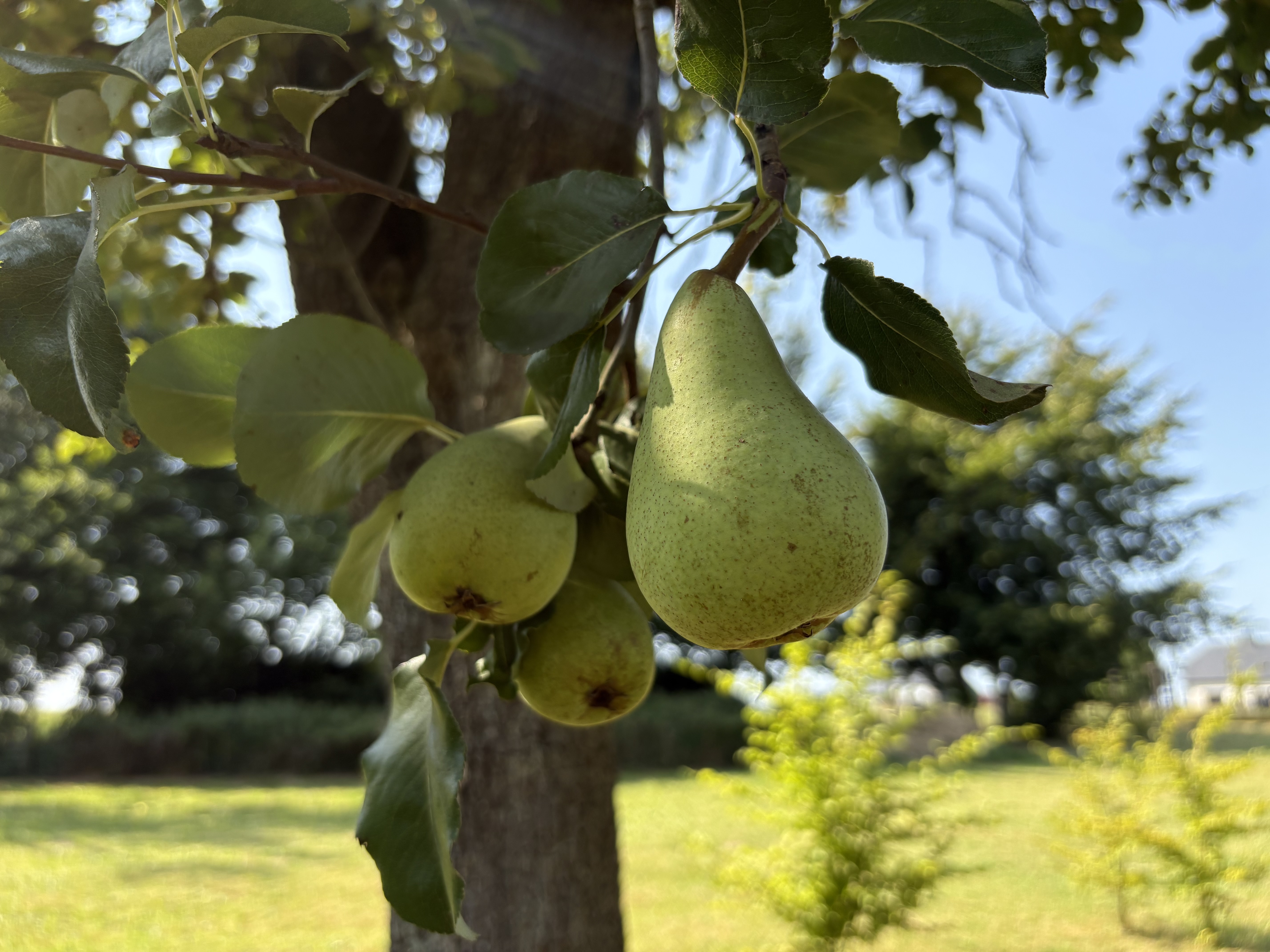 D'autres poires du jardin