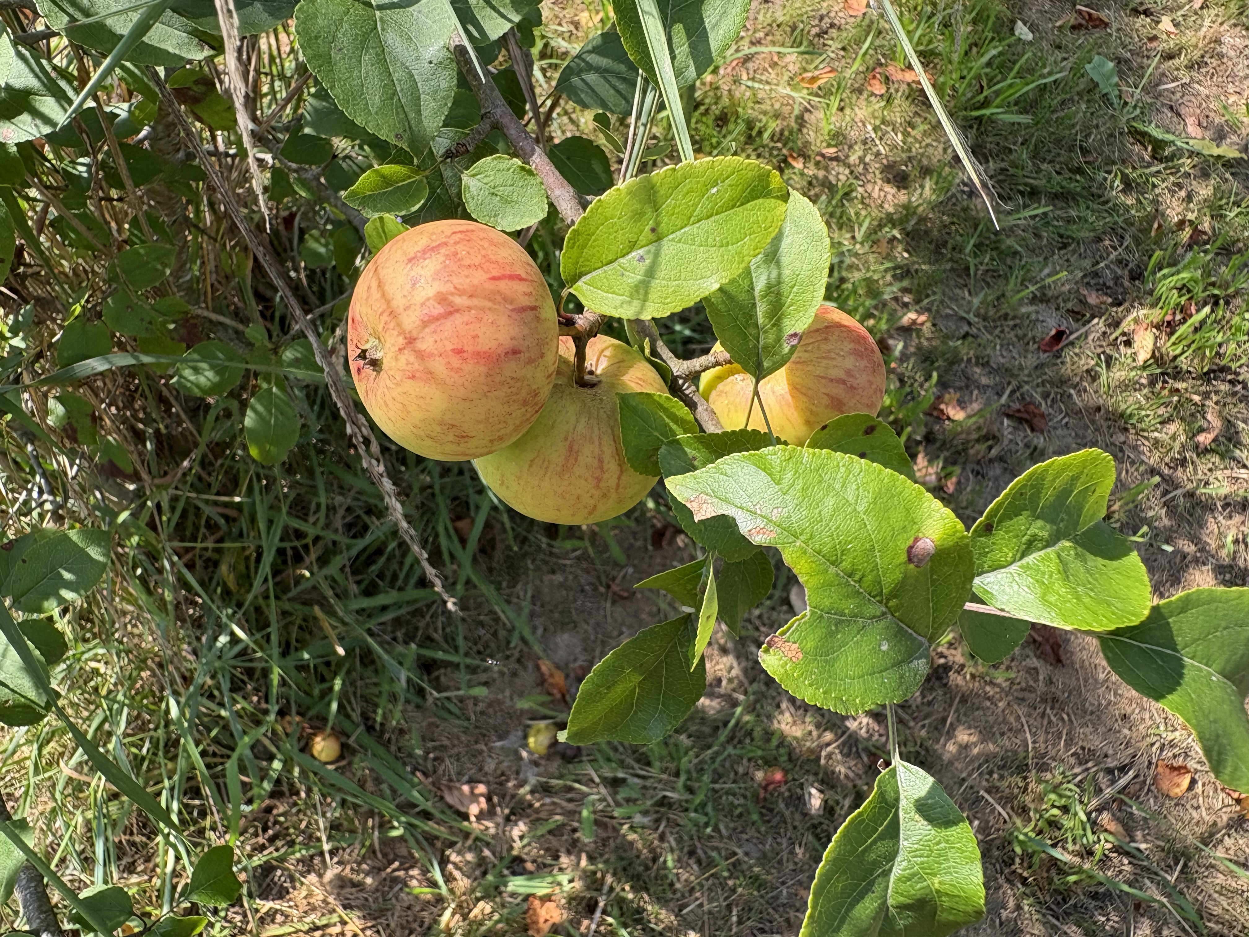 De bonnes pommes du jardin
