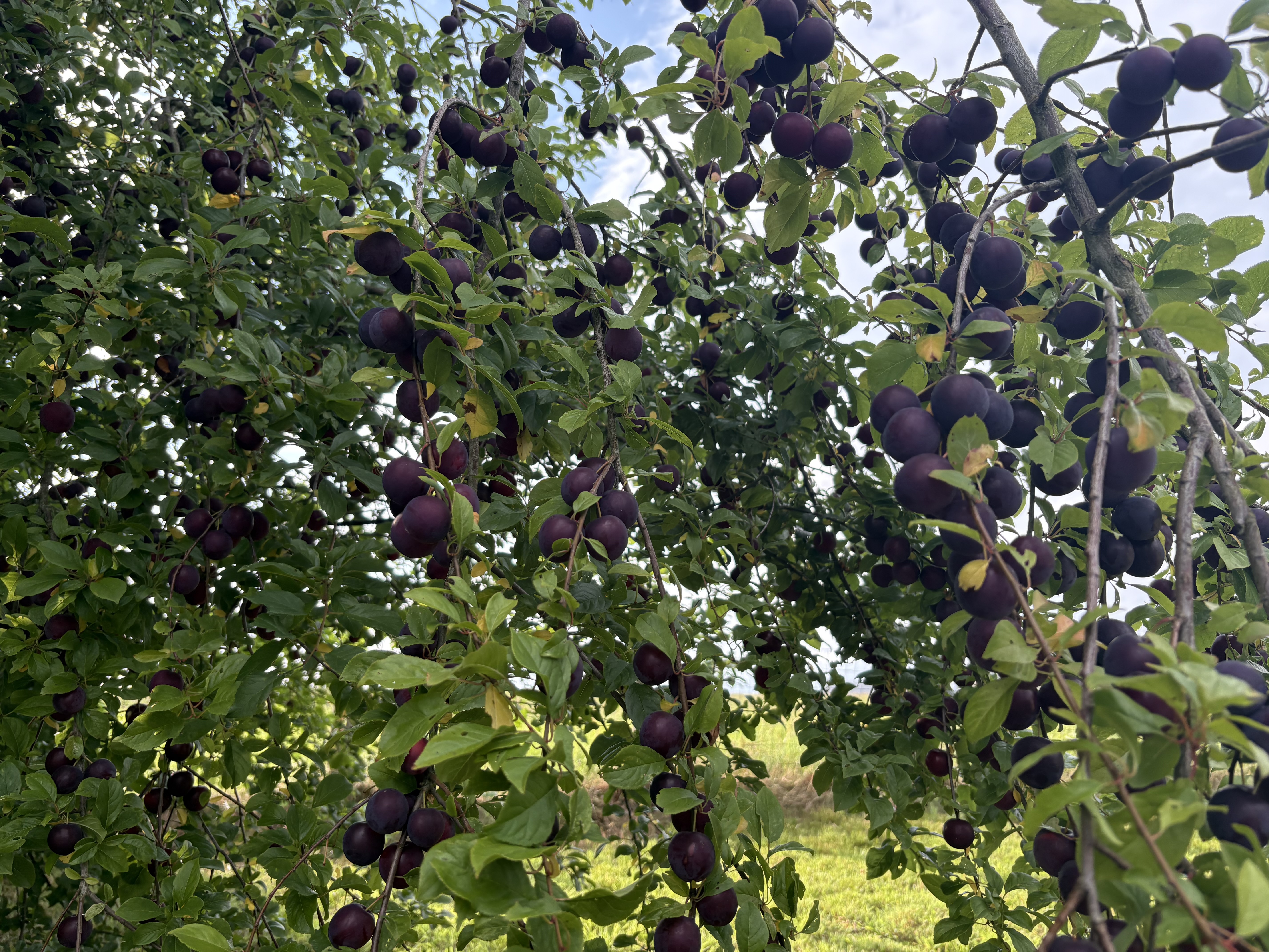 De bonnes prunes du jardin